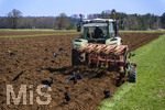 08.04.2026, Landwirtschaft, Bad Wörishofen im Allgäu. Landwirt pflügt jetzt im Frühling sein Feld, aus Wiese wird Acker. Das Pflügen des Feldes lockt zahlreiche Vögel auf Nahrungssuche an. Krähen und Greifvögel. 