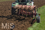 08.04.2026, Landwirtschaft, Bad Wörishofen im Allgäu. Landwirt pflügt jetzt im Frühling sein Feld, aus Wiese wird Acker. Das Pflügen des Feldes lockt zahlreiche Vögel auf Nahrungssuche an. Krähen und Greifvögel. 