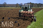 08.04.2026, Landwirtschaft, Bad Wörishofen im Allgäu. Landwirt pflügt jetzt im Frühling sein Feld, aus Wiese wird Acker. Das Pflügen des Feldes lockt zahlreiche Vögel auf Nahrungssuche an. Krähen und Greifvögel. 