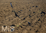 08.04.2026, Landwirtschaft, Bad Wörishofen im Allgäu. Landwirt pflügt jetzt im Frühling sein Feld, aus Wiese wird Acker. Das Pflügen des Feldes lockt zahlreiche Vögel auf Nahrungssuche an. Krähen und Greifvögel.
