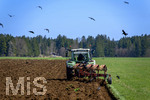 08.04.2026, Landwirtschaft, Bad Wörishofen im Allgäu. Landwirt pflügt jetzt im Frühling sein Feld, aus Wiese wird Acker. Das Pflügen des Feldes lockt zahlreiche Vögel auf Nahrungssuche an. Krähen und Greifvögel.