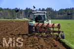 08.04.2026, Landwirtschaft, Bad Wörishofen im Allgäu. Landwirt pflügt jetzt im Frühling sein Feld, aus Wiese wird Acker. Das Pflügen des Feldes lockt zahlreiche Vögel auf Nahrungssuche an. Krähen und Greifvögel. 