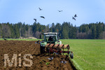 08.04.2026, Landwirtschaft, Bad Wörishofen im Allgäu. Landwirt pflügt jetzt im Frühling sein Feld, aus Wiese wird Acker. Das Pflügen des Feldes lockt zahlreiche Vögel auf Nahrungssuche an. Krähen und Greifvögel.