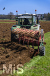 08.04.2026, Landwirtschaft, Bad Wörishofen im Allgäu. Landwirt pflügt jetzt im Frühling sein Feld, aus Wiese wird Acker. Das Pflügen des Feldes lockt zahlreiche Vögel auf Nahrungssuche an. Krähen und Greifvögel. 