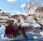 09.04.2026, Bad Wörishofen im Unterallgäu, Katze liegt auf einem Autodach.