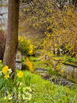 12.04.2026, Bad Wörishofen (Unterallgäu), Frühlingsfarben am Fehlbach an der Bachstrasse. 

