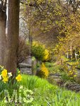 12.04.2026, Bad Wörishofen (Unterallgäu), Frühlingsfarben am Fehlbach an der Bachstrasse. 
