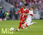 19.04.2026, Fussball Bundesliga 2025/2026, 30.Spieltag, FC Bayern München - VfB Stuttgart, in der Allianz-Arena München, v.li: Michael Olise (FC Bayern München) gegen Ramon Hendriks (Stuttgart) 