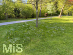 01.05.2026, Bad Wörishofen (Unterallgäu), im Kurpark lässt der Gärtner die Blumenwiese beim Rasenmähen stehen, für Insekten als Nahrungsquelle.