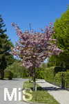 02.05.2026, Blühender Baum an einer Strasse in Bad Wörishofen (Unterallgäu) 