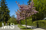 02.05.2026, Blühender Baum an einer Strasse in Bad Wörishofen (Unterallgäu) 