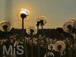 09.05.2026, Bad Wörishofen (Unterallgäu), Pusteblumenfeld im abendlichen Gegenlicht der untergehenden Sonne.