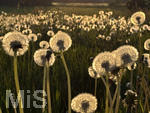 09.05.2026, Bad Wörishofen (Unterallgäu), Pusteblumenfeld im abendlichen Gegenlicht der untergehenden Sonne.