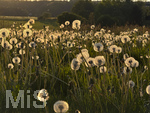 09.05.2026, Bad Wörishofen (Unterallgäu), Pusteblumenfeld im abendlichen Gegenlicht der untergehenden Sonne.