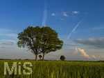 09.05.2026, Bad Wörishofen (Unterallgäu), Ein Marterl zwischen zwei Bäumen
