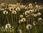 09.05.2026, Bad Wörishofen (Unterallgäu), Pusteblumenfeld im abendlichen Gegenlicht der untergehenden Sonne.