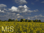 09.05.2026, Bad Wörishofen (Unterallgäu), Gelbes Rapsfeld mit weissblauem Himmel.