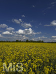 09.05.2026, Bad Wörishofen (Unterallgäu), Gelbes Rapsfeld mit weissblauem Himmel.