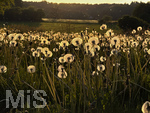 09.05.2026, Bad Wörishofen (Unterallgäu), Pusteblumenfeld im abendlichen Gegenlicht der untergehenden Sonne.