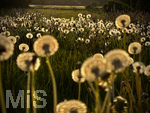 09.05.2026, Bad Wörishofen (Unterallgäu), Pusteblumenfeld im abendlichen Gegenlicht der untergehenden Sonne.