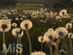 09.05.2026, Bad Wörishofen (Unterallgäu), Pusteblumenfeld im abendlichen Gegenlicht der untergehenden Sonne.