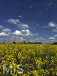 09.05.2026, Bad Wörishofen (Unterallgäu), Gelbes Rapsfeld mit weissblauem Himmel.
