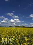 09.05.2026, Bad Wörishofen (Unterallgäu), Gelbes Rapsfeld mit weissblauem Himmel.