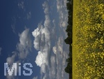 09.05.2026, Bad Wörishofen (Unterallgäu), Gelbes Rapsfeld mit weissblauem Himmel.