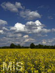 09.05.2026, Bad Wörishofen (Unterallgäu), Gelbes Rapsfeld mit weissblauem Himmel.