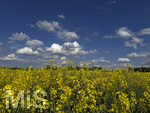 09.05.2026, Bad Wörishofen (Unterallgäu), Gelbes Rapsfeld mit weissblauem Himmel.