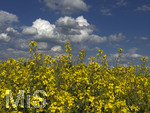 09.05.2026, Bad Wörishofen (Unterallgäu), Gelbes Rapsfeld mit weissblauem Himmel.