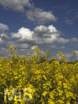 09.05.2026, Bad Wörishofen (Unterallgäu), Gelbes Rapsfeld mit weissblauem Himmel.