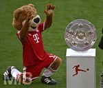 16.05.2026, Fussball Bundesliga 2025/2026, 34.Spieltag, FC Bayern München - 1.FC Köln, in der Allianz-Arena München,   Berni das Maskottchen betet die Schale an.


