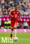 16.05.2026, Fussball Bundesliga 2025/2026, 34.Spieltag, FC Bayern München - 1.FC Köln, in der Allianz-Arena München, Michael Olise (FC Bayern München) am Ball 