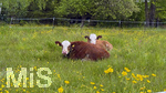 18.05.2026,   Bad Wörishofen im Unterallgäu: Kühe auf dem Feld am Stadtrand.