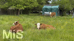 18.05.2026,   Bad Wörishofen im Unterallgäu: Kühe auf dem Feld am Stadtrand.