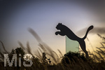 12.06.2026, Herzogenaurach in Bayern. Headquarter der Sportartikelfirma Puma SE am Unternehmenssitz in Herzogenaurach. An der Strasse auf dem Kreisverkehr steht der springende Puma, das Logo und Wahrzeichen der börsennotierten Weltfirma.