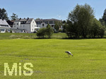 17.06.2026, Bad Wörishofen im Allgäu,  Ein Storch sucht nach Nahrung in einer Wiese am südlichen Ortsrand.