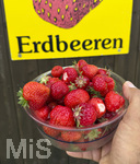 18.06.2026, Ernte auf dem Erdbeerfeld in Bad Wörishofen (Unterallgäu), frisch gepflückte Erdbeeren vom Feld in einer Schale eines Kunden. 
