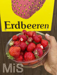 18.06.2026, Ernte auf dem Erdbeerfeld in Bad Wörishofen (Unterallgäu), frisch gepflückte Erdbeeren vom Feld in einer Schale eines Kunden. 