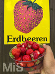 18.06.2026, Ernte auf dem Erdbeerfeld in Bad Wörishofen (Unterallgäu), frisch gepflückte Erdbeeren vom Feld in einer Schale eines Kunden. 