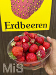 18.06.2026, Ernte auf dem Erdbeerfeld in Bad Wörishofen (Unterallgäu), frisch gepflückte Erdbeeren vom Feld in einer Schale eines Kunden. 