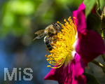 19.06.2026,  Kurpark in Bad Wörishofen (Bayern), Honigbiene in den Blütenköpfen, Westliche Honigbiene (Apis mellifera) sucht Pollen in den Blütenstempeln.