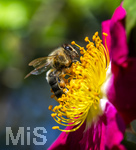 19.06.2026,  Kurpark in Bad Wörishofen (Bayern), Honigbiene in den Blütenköpfen, Westliche Honigbiene (Apis mellifera) sucht Pollen in den Blütenstempeln.