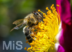 19.06.2026,  Kurpark in Bad Wörishofen (Bayern), Honigbiene in den Blütenköpfen, Westliche Honigbiene (Apis mellifera) sucht Pollen in den Blütenstempeln.