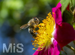 19.06.2026,  Kurpark in Bad Wörishofen (Bayern), Honigbiene in den Blütenköpfen, Westliche Honigbiene (Apis mellifera) sucht Pollen in den Blütenstempeln.