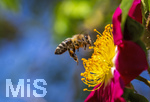 19.06.2026,  Kurpark in Bad Wörishofen (Bayern), Honigbiene in den Blütenköpfen, Westliche Honigbiene (Apis mellifera) im Anflug auf die Pollen in den Blütenstempeln.