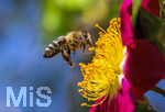 19.06.2026,  Kurpark in Bad Wörishofen (Bayern), Honigbiene in den Blütenköpfen, Westliche Honigbiene (Apis mellifera) im Anflug auf die Pollen in den Blütenstempeln.