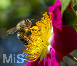 19.06.2026,  Kurpark in Bad Wörishofen (Bayern), Honigbiene in den Blütenköpfen, Westliche Honigbiene (Apis mellifera) sucht Pollen in den Blütenstempeln.