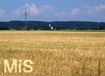 23.06.2026,  Stockheim bei Bad Wörishofen, Unterallgäu, ein goldenes Getreidefeld mit Gerste, die Gerste ist bald Erntefähig   